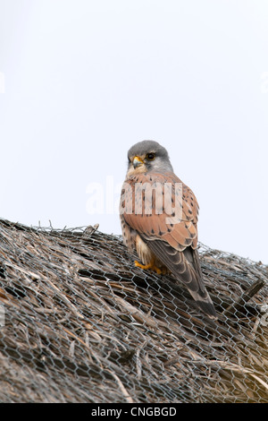 Eurasian Kestrel Falco tinnunculus mâle adulte, perché sur un toit de chaume Banque D'Images