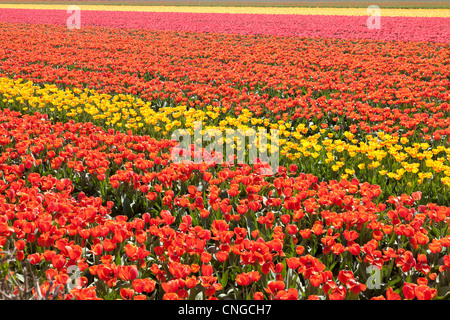Holland, "une ampoule et région' en avril, lisse, ici, les champs de tulipes. Banque D'Images