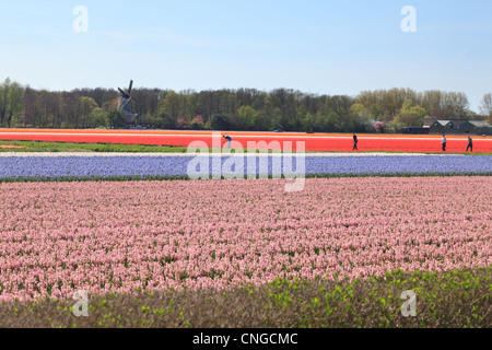 Holland, "une ampoule et région' en avril, lisse, ici, le champ des jacinthes. Banque D'Images