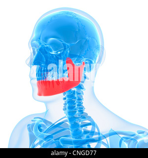 L'oeuvre de l'os de la mâchoire inférieure Banque D'Images