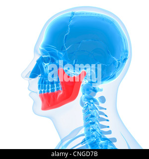 L'oeuvre de l'os de la mâchoire inférieure Banque D'Images