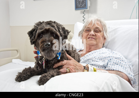 Visite de chien vieille femme malade à l'hôpital dans le cadre d'un programme de zoothérapie, Philadelphie, USA Banque D'Images