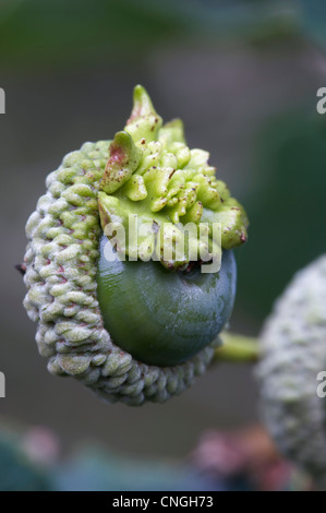 Knopper Gall à l'origine des dommages, Andricus quercuscalicis agames, gall sur acorn immatures de l'anglais, Quercus robur. L'Oxfordshire, UK. Banque D'Images