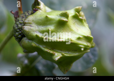 Knopper Gall sur l'anglais ou le chêne pédonculé Quercus robur, gland. Knopper Gall wasp à l'origine des dommages, Andricus quercuscalicis agames. Banque D'Images