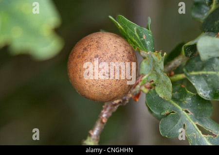 En culot sur l'anglais ou le chêne pédonculé Quercus, roburcauser par branche en culot Andricus kollari wasp à l'origine des dommages. Oxforshire. Banque D'Images