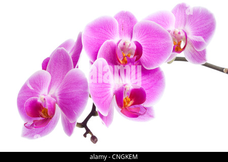Fleurs orchidée rose sur une branche, isolé sur fond blanc Banque D'Images