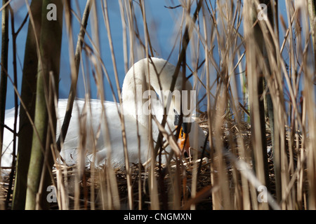 Cygne tuberculé Cygnus olor sur son nid Milton Cambridgeshire Banque D'Images