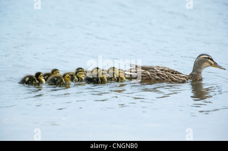 Anas platyrhynchos Canard colvert femelle nage avec les canetons qui suit. Berkshire, Royaume-Uni. Banque D'Images