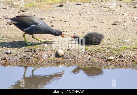 Gallinule poule-d'eau Gallinula chloropus adultes nourrir bébé poule d'oisillon. Berkshire, Royaume-Uni. Banque D'Images