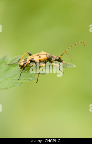 Strangalia maculata beetle. UK. Banque D'Images