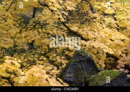Automne érable vigne jaune avec des pierres couvertes de mousse à l'avant-plan. Banque D'Images