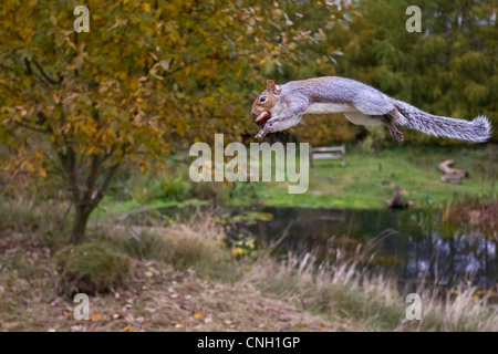 Un écureuil gris en vol avec un conker dans sa bouche, Bedfordshire, England, UK Banque D'Images