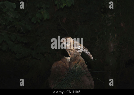 Une nature sauvage et une Chouette hulotte posant sur un perchoir naturel dans la nuit Banque D'Images