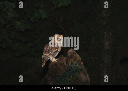 Une nature sauvage et une Chouette hulotte posant sur un perchoir naturel dans la nuit Banque D'Images