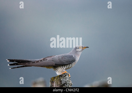 Cuckoo percher sur une ferme poster Banque D'Images