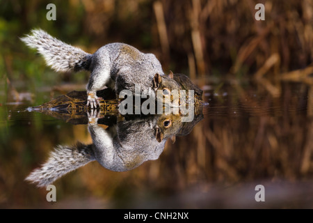 L'écureuil gris de l'alcool à un étang avec la réflexion de le mammifère dans l'eau