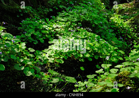 La Violette des marais (Viola palustris) Banque D'Images