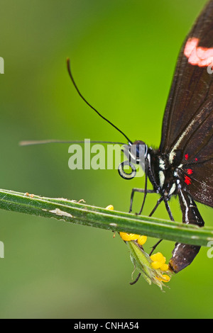 Un papillon rouge Postman en ponte Banque D'Images