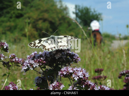 Marbré de papillon blanc et fleurs sauvages à PORTCHESTER, HAMPSHIRE Banque D'Images