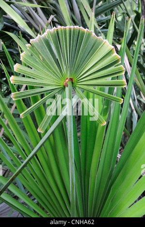 Un nouveau des frondes de palmier nain (Serenoa repens) prend forme Banque D'Images