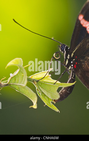 Un papillon rouge Postman en ponte Banque D'Images