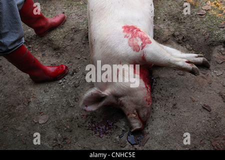 Les jours gras traditionnels de l'Abattage des porcins ou 'zabijacka' dans le village de Vsen près de Turnov, République tchèque. Banque D'Images