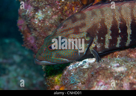 Le groupeur au large de la côte du Panama, Coiba. Banque D'Images