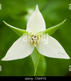 Le trille blanc doux est l'une des formes plus rares de trillium. Il pousse dans les montagnes dans les états de New York, Géorgie, Caroline du Nord et en Caroline du Sud. Il peut être distingué d'autres trilles blancs, tels que le blanc, par la voyante violet foncé ovaire. Banque D'Images