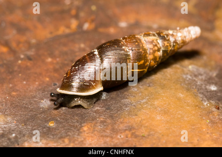 Un adulte (Cochlodina escargot porte tressé laminata) traversant un champignon en bois haute Brede, West Sussex. Septembre. Banque D'Images