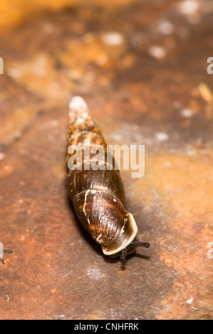 Un adulte (Cochlodina escargot porte tressé laminata) traversant un champignon en bois haute Brede, West Sussex. Septembre. Banque D'Images