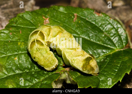 La chenille d'un point d'amphibien (Melanchra persicariae) enroulée sur une feuille en haut b-3461 Bois, West Sussex. Septembre. Banque D'Images