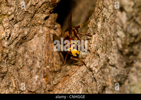 Un adulte hornet (Vespa crabro) quitter son nid dans un arbre creux en haut Brede Woods, West Sussex. Septembre. Banque D'Images