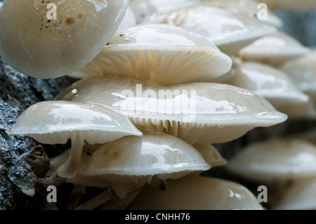 Un groupe de champignon en porcelaine (Oudemansiella mucida) poussant sur un arbre tombé dans la région de Clumber Park, Nottinghamshire. Octobre. Banque D'Images