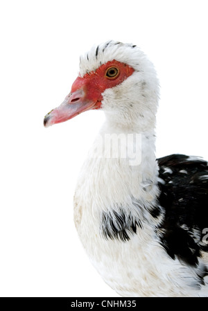 Le canard de Barbarie (Cairina moschata) est isolé sur fond blanc Banque D'Images