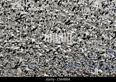 C'est un troupeau de littéralement des milliers d'oies des neiges en vol, si épais que vous pouvez à peine voir ciel dans entre les oiseaux. Banque D'Images