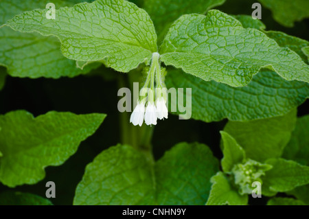 Consoude (Symphytum officinale) Feuilles et fleurs. Les feuilles, riches en potassium, sont idéales pour une utilisation comme engrais organique. UK. Banque D'Images