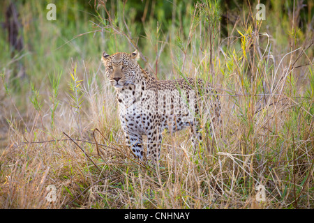 Un comité permanent de l'herbe en alertly leopard Banque D'Images