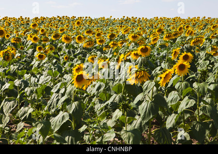 Un champ de tournesols cultivés Banque D'Images