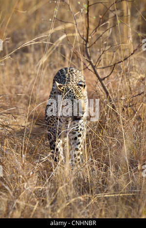 La traque d'un léopard de l'herbe Banque D'Images