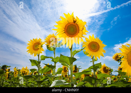 Poussant dans un champ de tournesols Banque D'Images