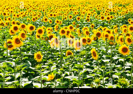 Un champ de tournesols Banque D'Images