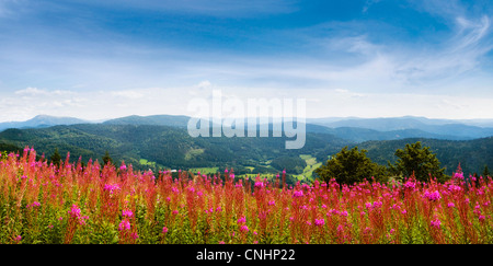 Fleurs sauvages dans la Forêt-Noire, Allemagne Banque D'Images