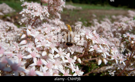 Abeille sur Apple Blossom tree Banque D'Images