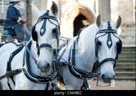 Deux chevaux blancs sur l'église à l'extérieur du chariot de mariage Banque D'Images