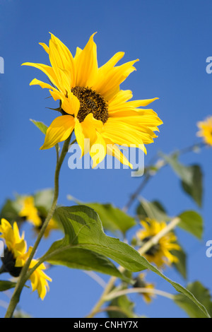 Tournesols sur fond de ciel bleu Banque D'Images