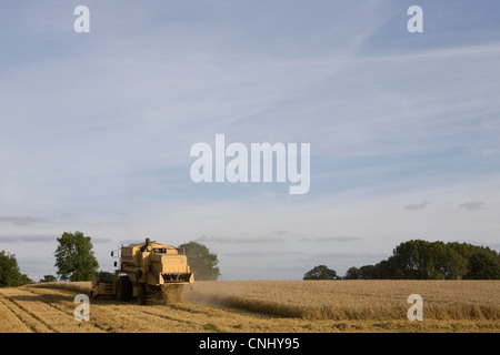 Combine harvester in wheat field Banque D'Images