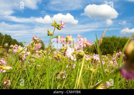 Flower meadow, Brandebourg, Allemagne Banque D'Images