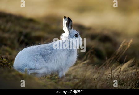 Lièvre Lepus timidus, manteau d'hiver Banque D'Images