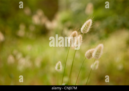 Harestail grass, Close up Banque D'Images