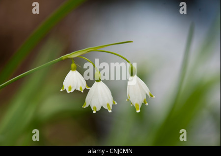 Flocon d'été ou Loddon Lily, Leucojum aestivum la floraison par la Tamise, Berkshire, Royaume-Uni Banque D'Images